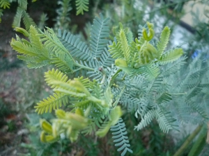 P1020207.JPG